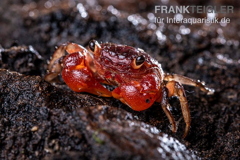 Glühscheren-Vampirkrabbe, Geosesarma penangense, Paar (1 Männchen + 1 Weibchen)