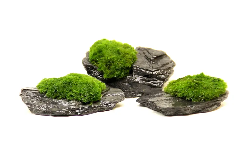 Aegagropila Slate Rock, ca. 10 x 8 x 5 cm, Schieferplatte mit Moos