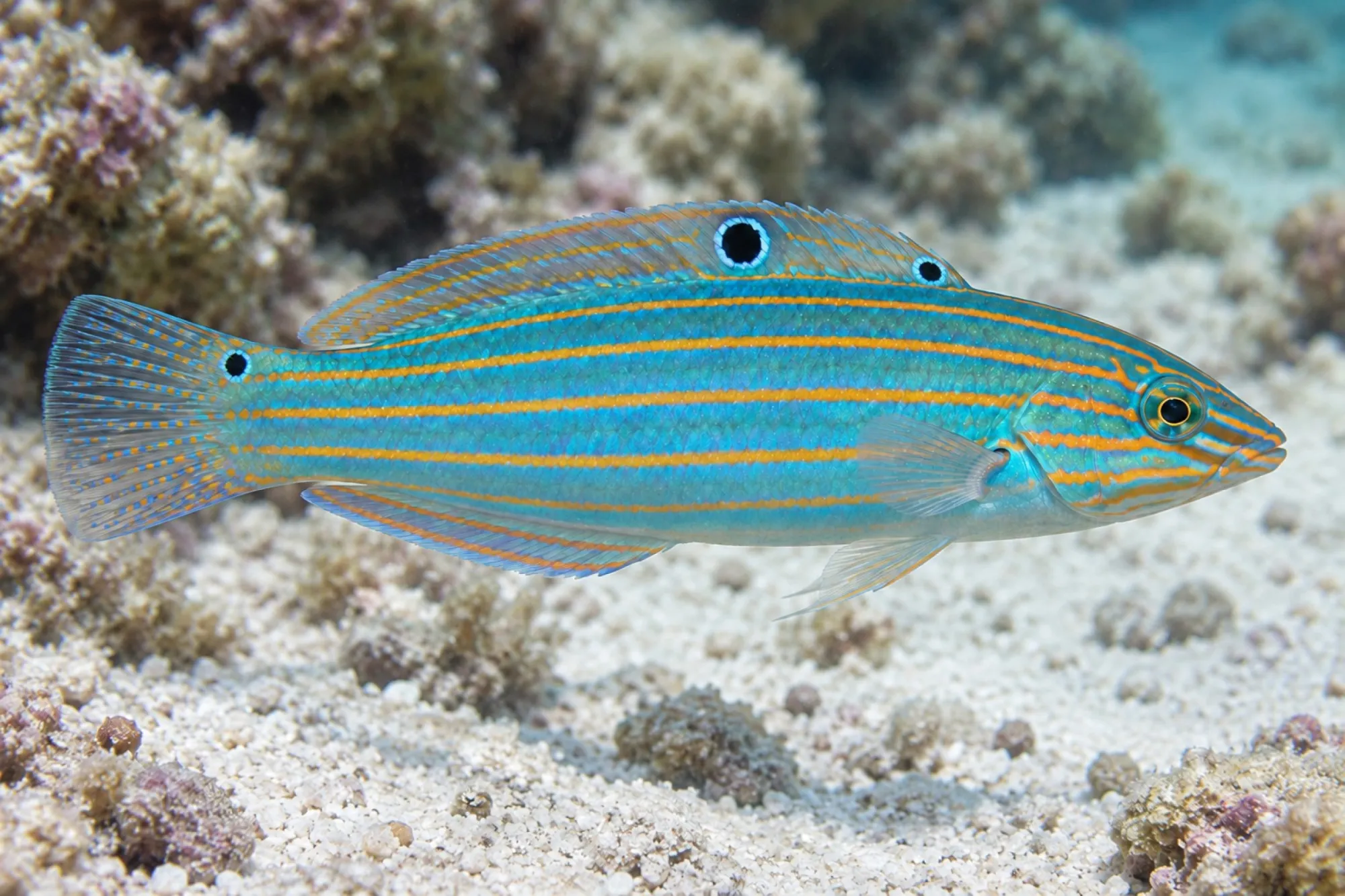 Regenbogenlippfisch, Halichoeres melanurus