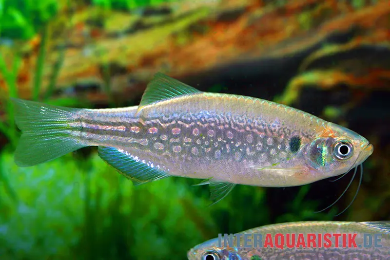 Schulterfleck-Bärbling, Danio dangila XL