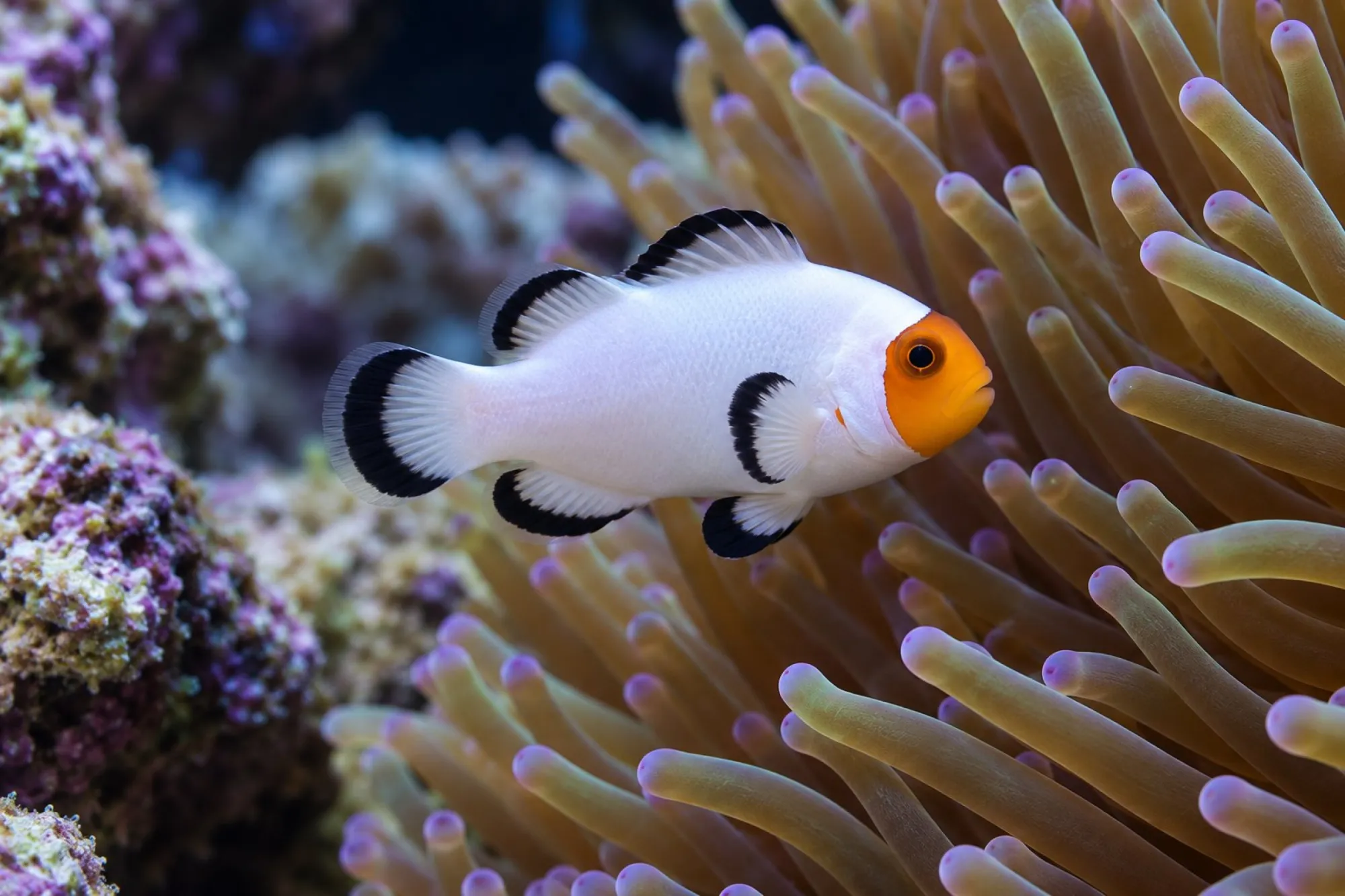 Percula-Clownfisch „Platinum“ Nachzucht, Amphiprion percula