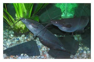 Kiemensackwels, Heteropneustes fossilis, 45 cm (Rarität) Tiere Zierfische
