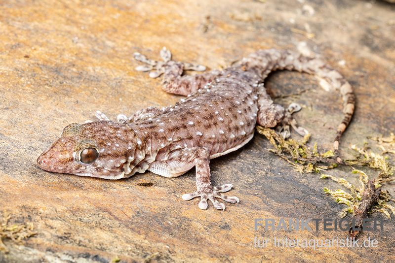 Sierra Leone Mauergecko, Tarentola parvicarinata