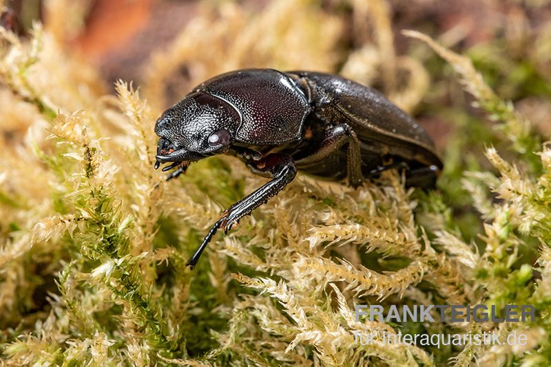 Savagei-Geweihkäfer, Prosopocoilus savagei, paarweise