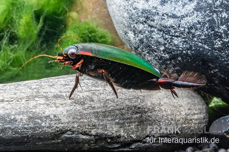 Taumelkäfer, Gyrinus sp. Nigeria