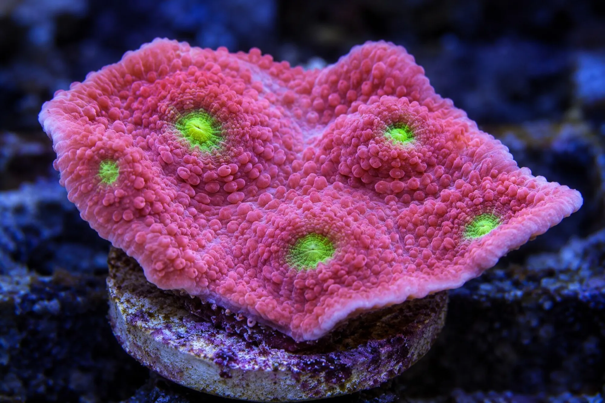 Kelchkoralle „Pink Boobies“ (Nachzucht), Echinophyllia spec., Größe S–M