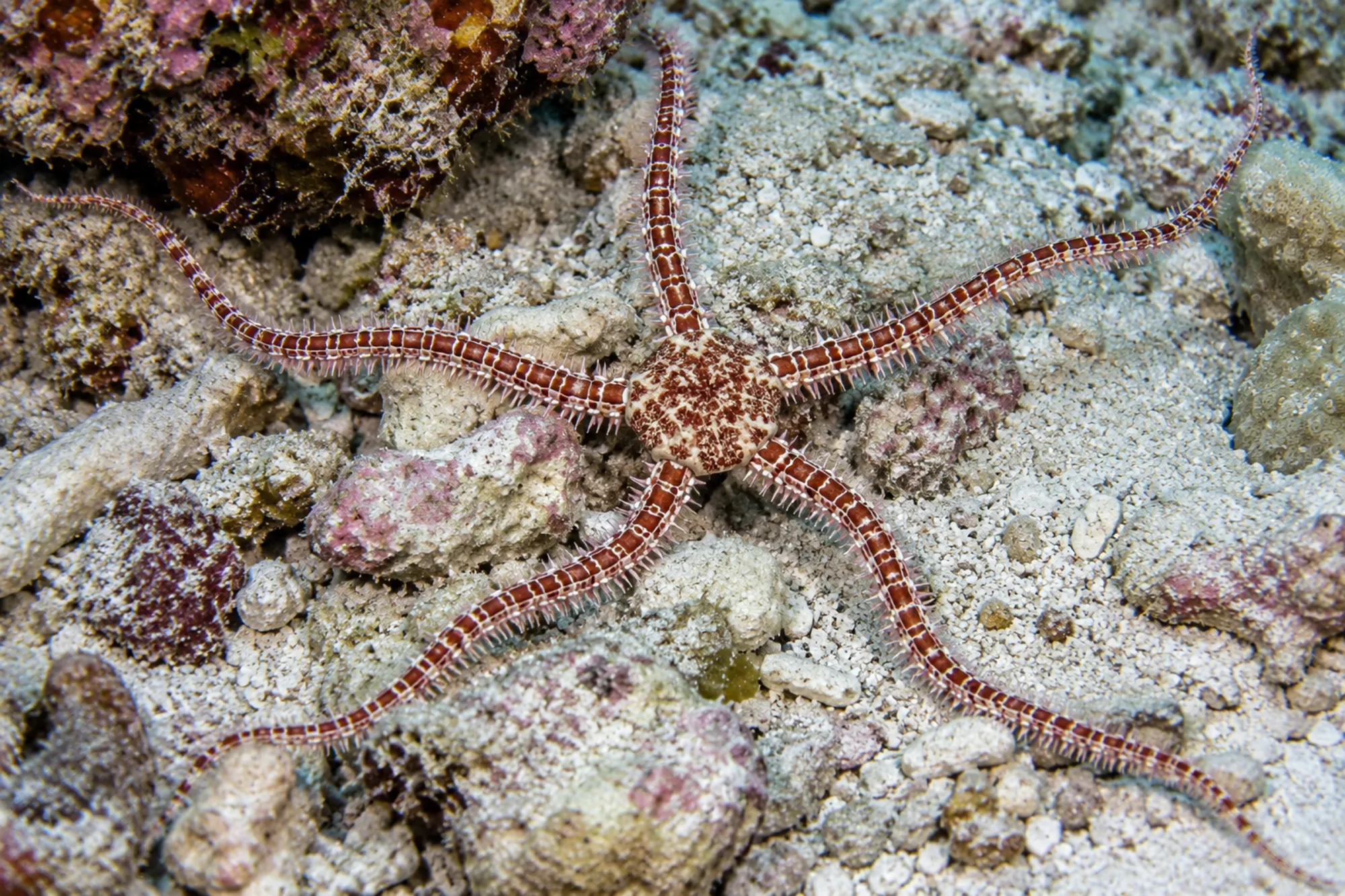 Roter Noppenschlangenstern, Ophiomastix annulosa