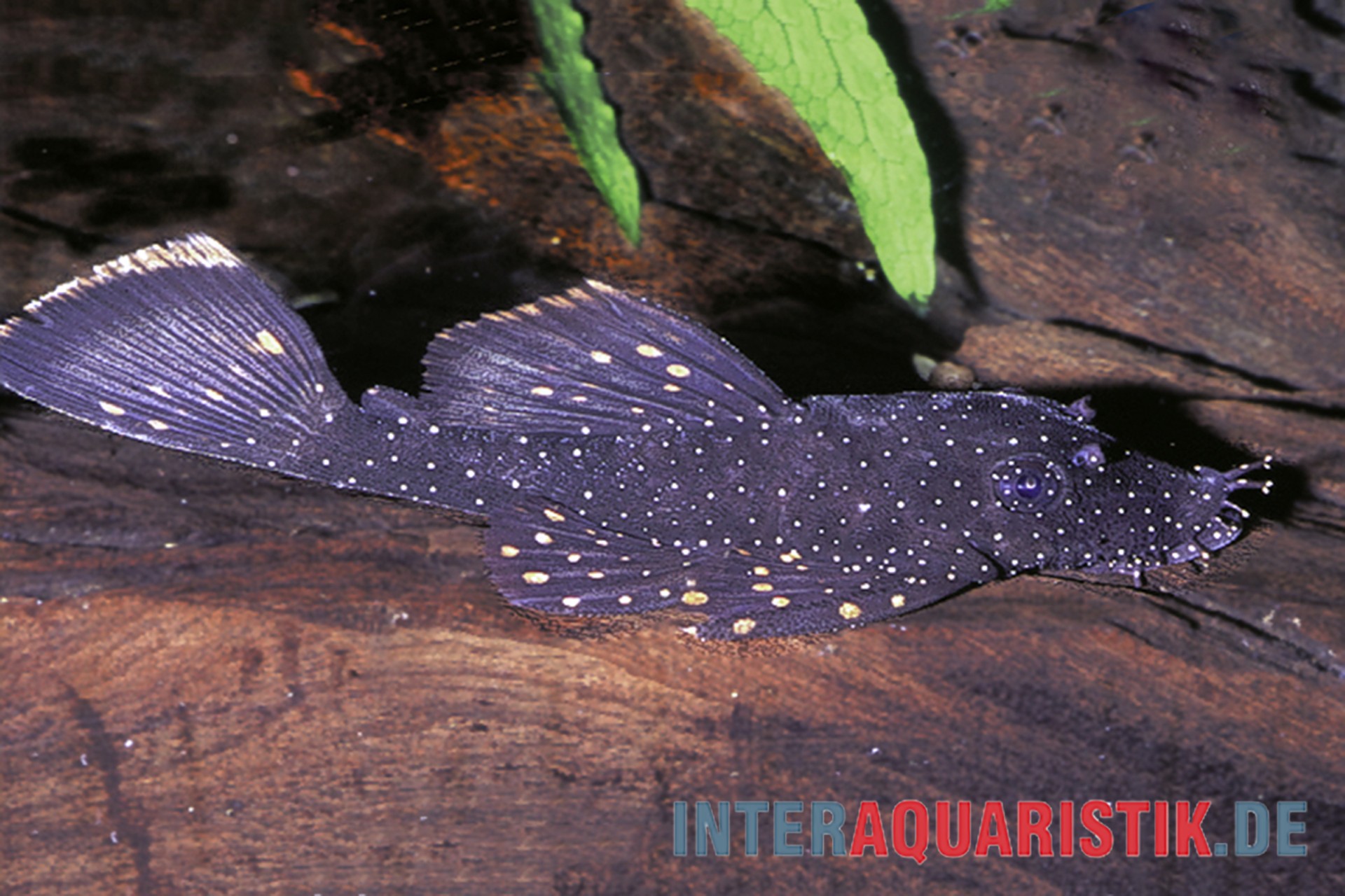 Gepunkteter Pleco auf Wurzelholz Schwarzer Panzerwels mit weißen Punkten