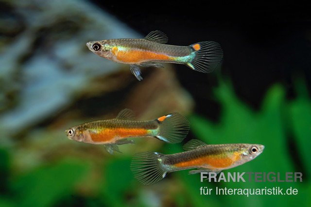 Santa Green Genie Guppy, Poecilia wingei