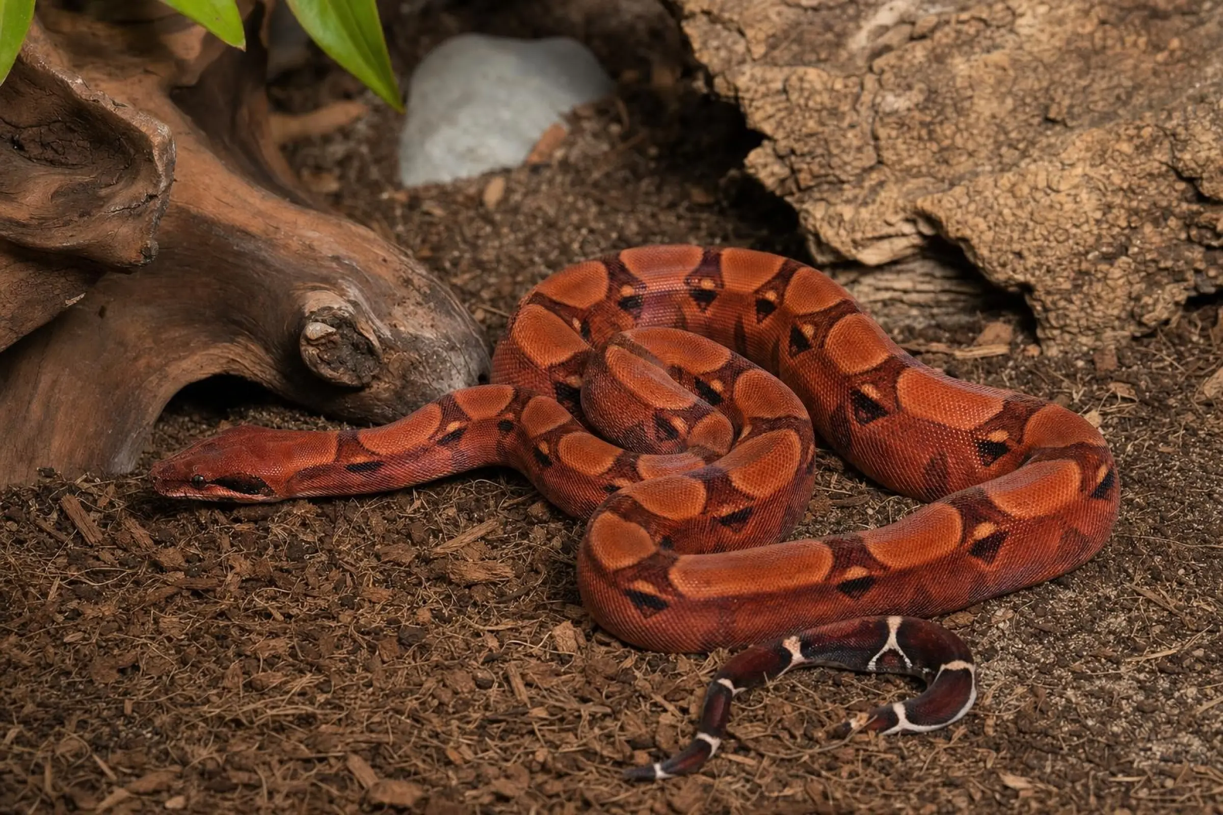 Blood-Abgottschlange, Nachzucht 2025, Boa constrictor