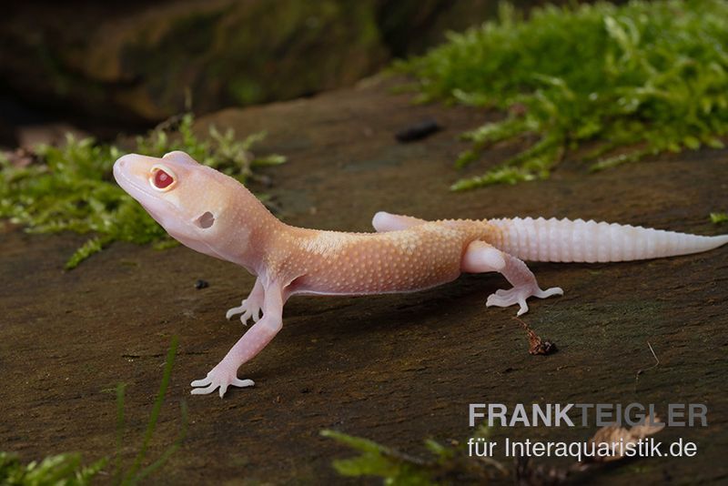 Leopardgecko, Eublepharis macularius, BELL ALBINO