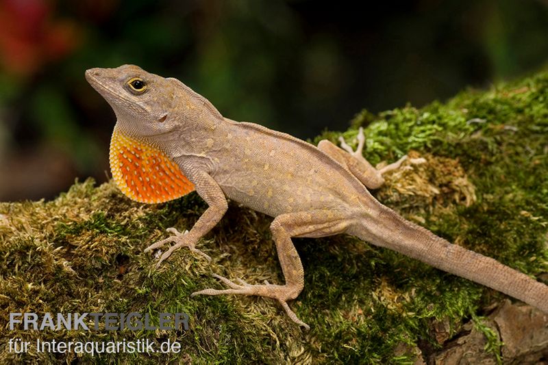 Bahama-Anolis, Anolis sagrei, Ohne Geschlechtsauswahl