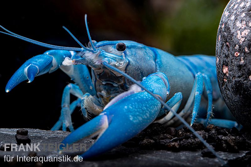 Blauer Yabby, Cherax destructor "Blue Pearl", Paar (1 Männchen + 1 Weibchen)