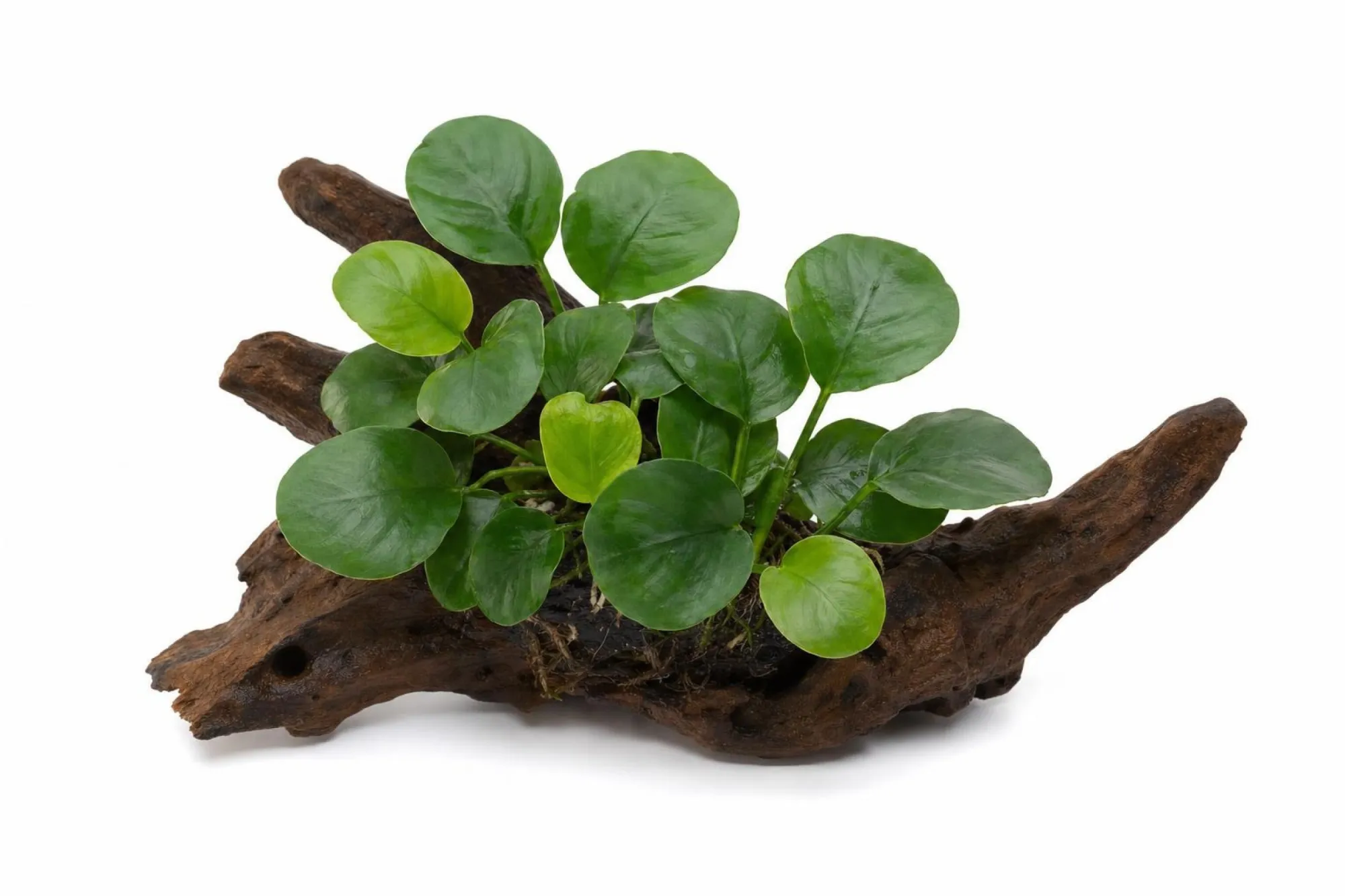 Rundblättrige Anubias „Coin Leaf“, Anubias barteri, Auf Wurzel