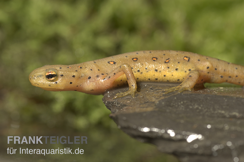 Grünlicher Wassermolch, Notophthalmus viridescens