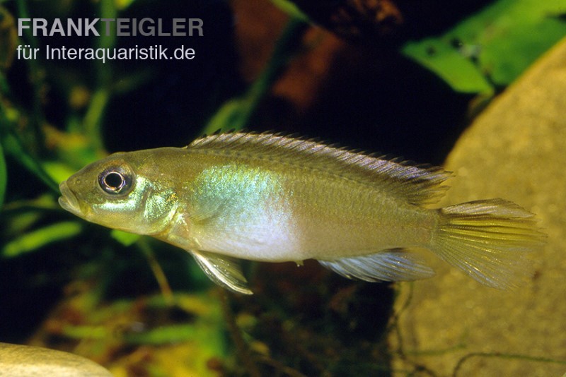 Kongocichlide, Nannochromis nudiceps