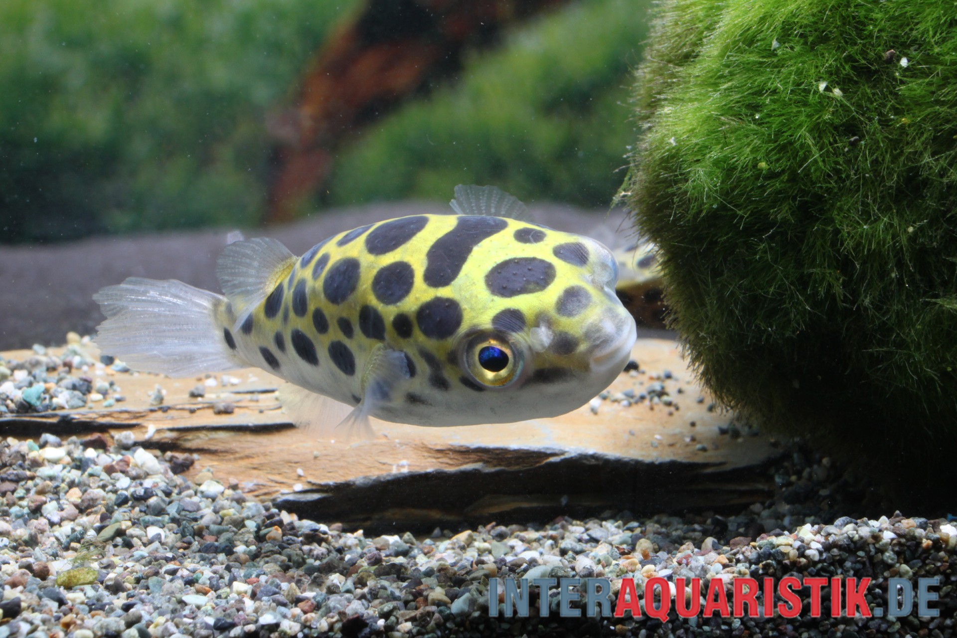 Grüner Kugelfisch, Tetraodon nigroviridis
