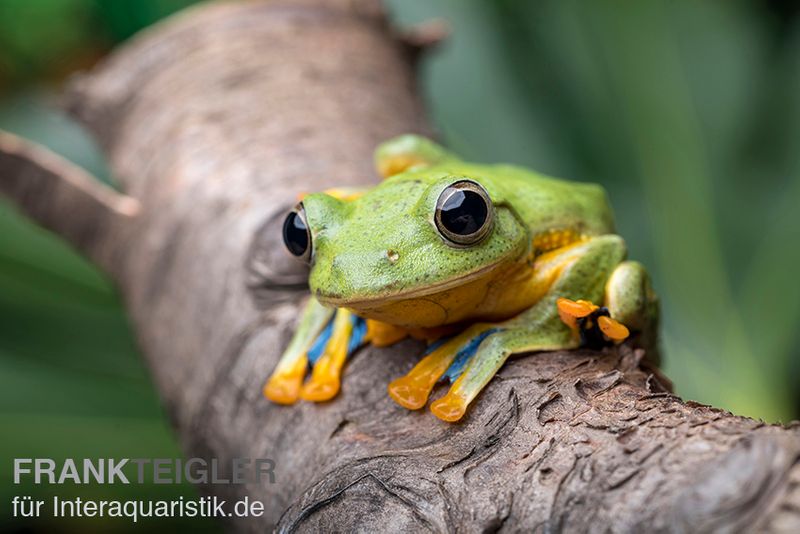 Wallace-Flugfrosch, Rhacophorus nigropalmatus