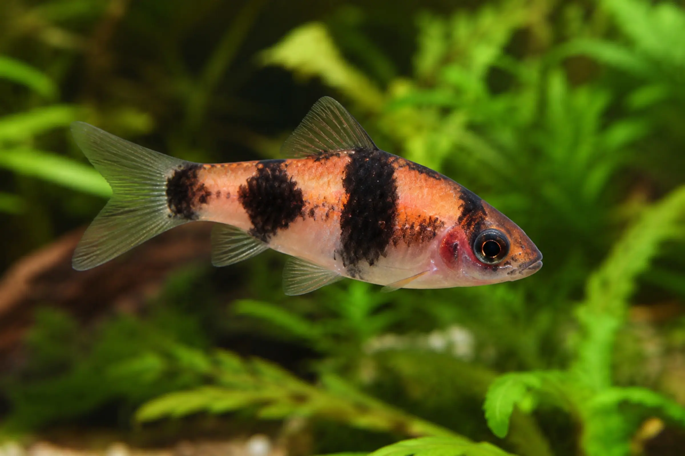 Seitliche Aufnahme einer Glühkohlenbarbe (Haludaria fasciata) mit warmem Orangeton und dunkler Fleckenzeichnung, idealer kleiner Gruppenfisch für bepflanzte Aquarien