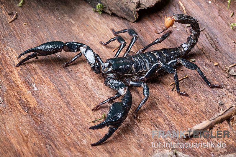 Asia-Skorpion, Heterometrus longimanus