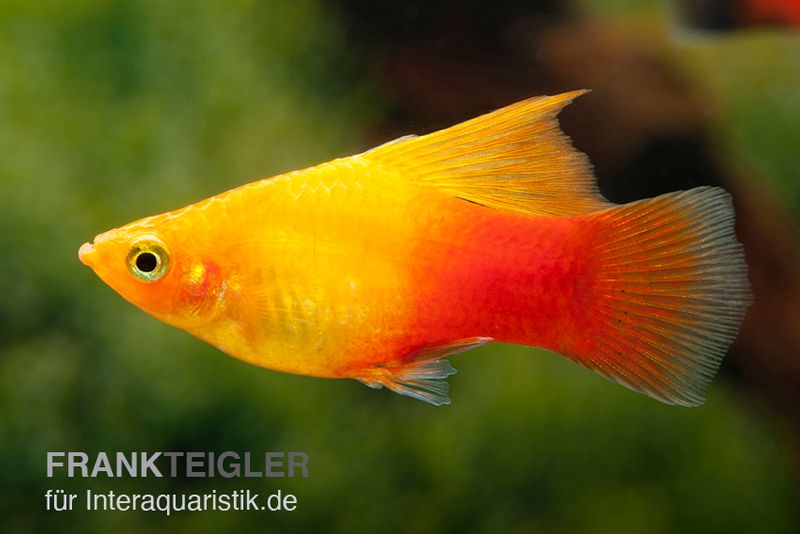 Platy Sunset High Fin, Xiphophorus maculatus