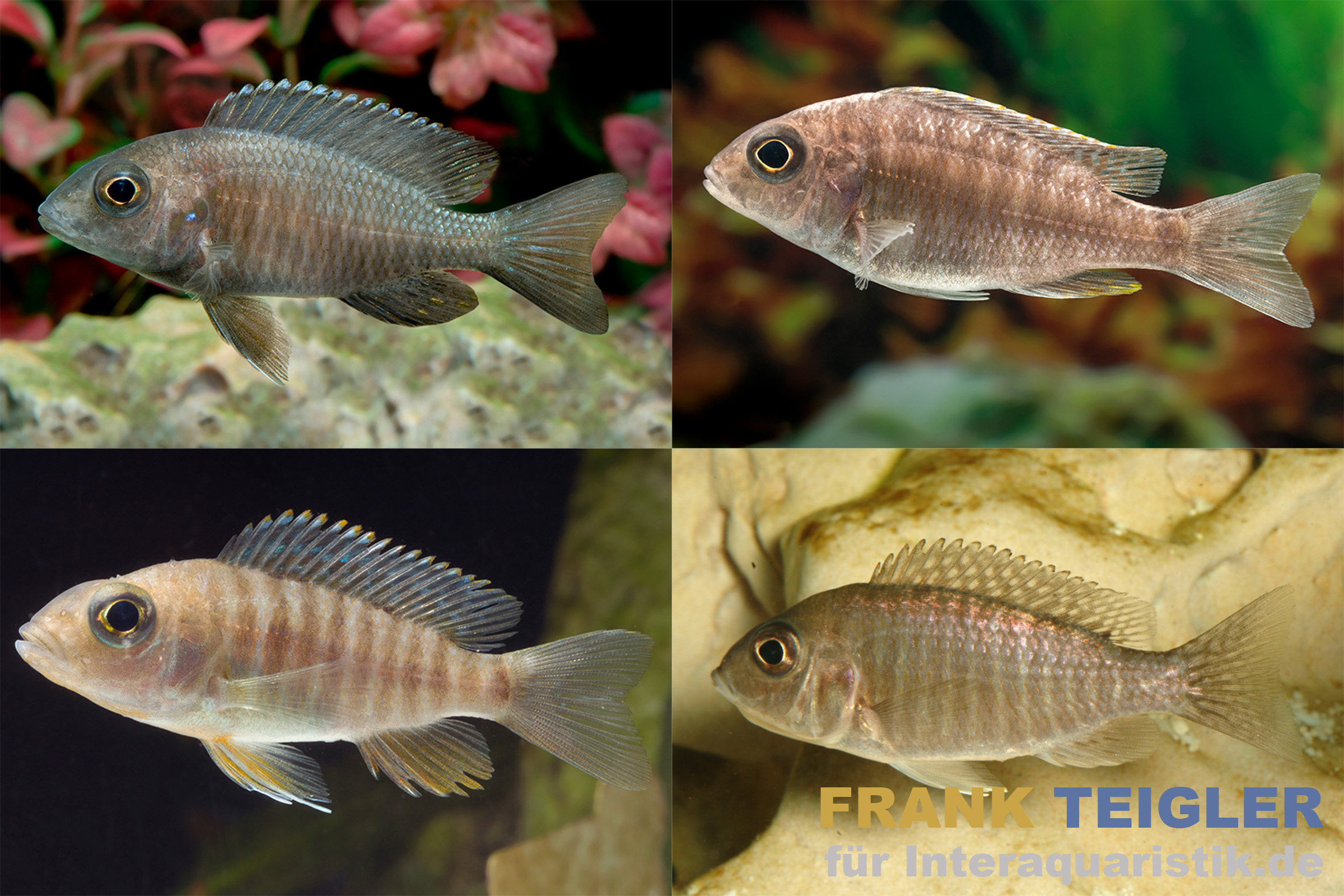 Aquariumfische - Afrikanische Buntbarsche Vier Aquarien-Buntbarsche vor Pflanzen und Steinen