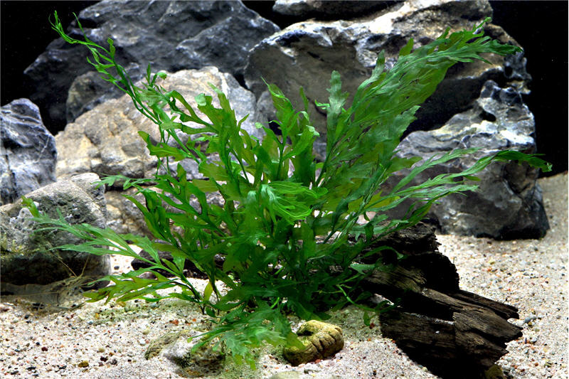 Kongowasserfarn, Bolbitis heudelotii, XL Topf, Mutterpflanze