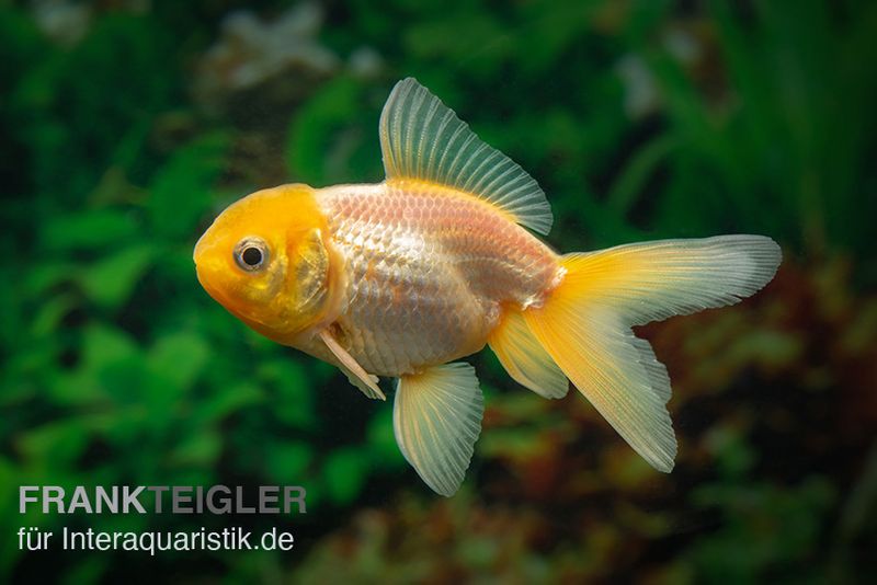 Gelbkopforanda, Carassius auratus (Kaltwasser)