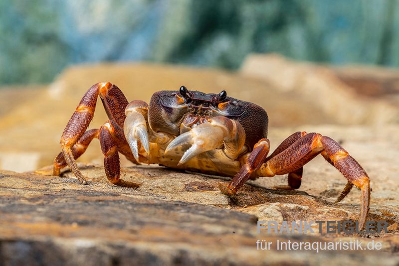 Lila Weihnachtsinselkrabbe, Gecarcoidea humei, Paar (1 Männchen + 1 Weibchen)