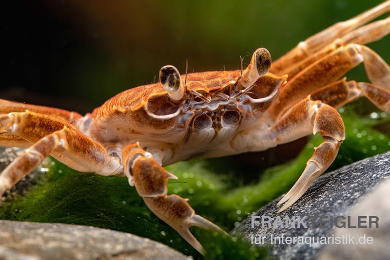 Malilikrabbe, Nautilothelphusa zimmeri, Zufällig ausgewählt