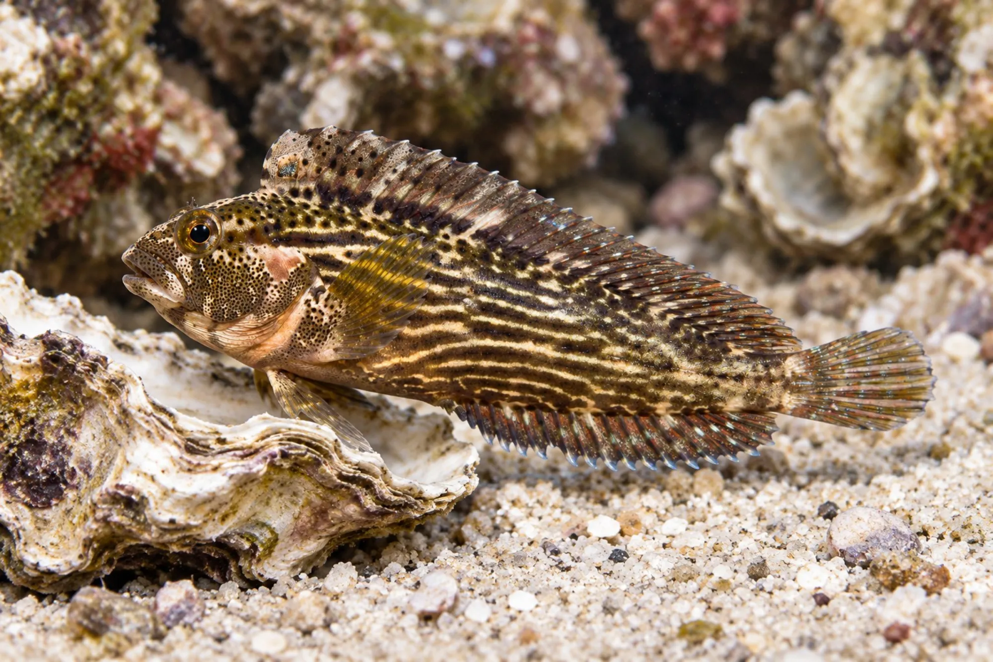 Florida Streifen Schleimfisch, Chasmodes bosquianus