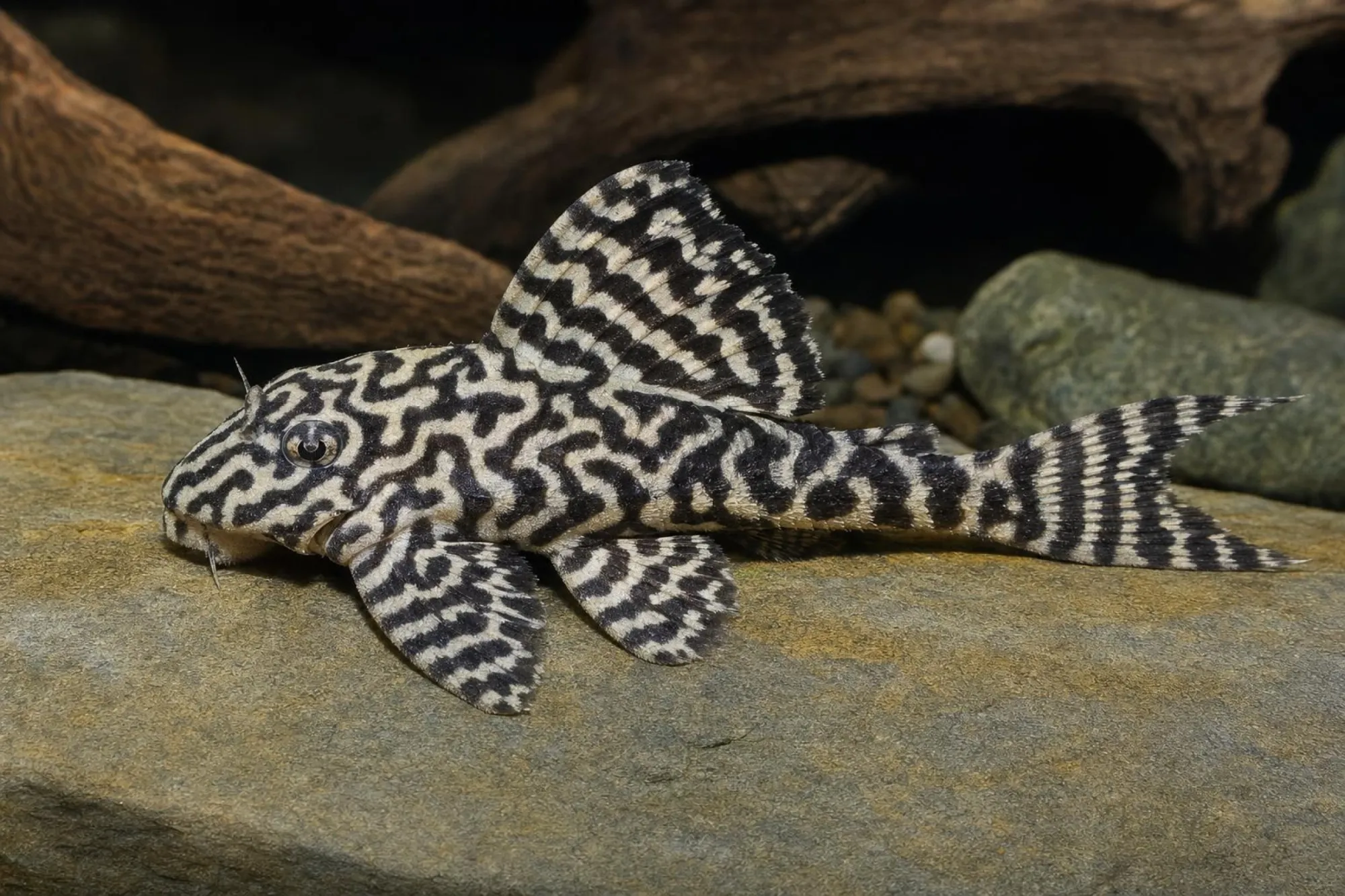 Königstiger-Harnischwels „L333 Porto de Moz“, Hypancistrus seideli, ca. 2,5-3,0 cm