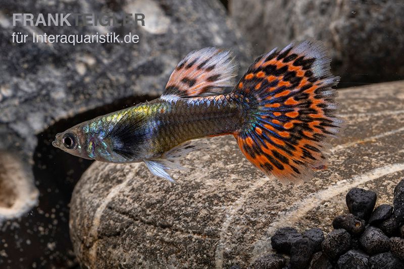 Big Ear Red Mosaic Guppy, Poecilia reticulata, Weibchen