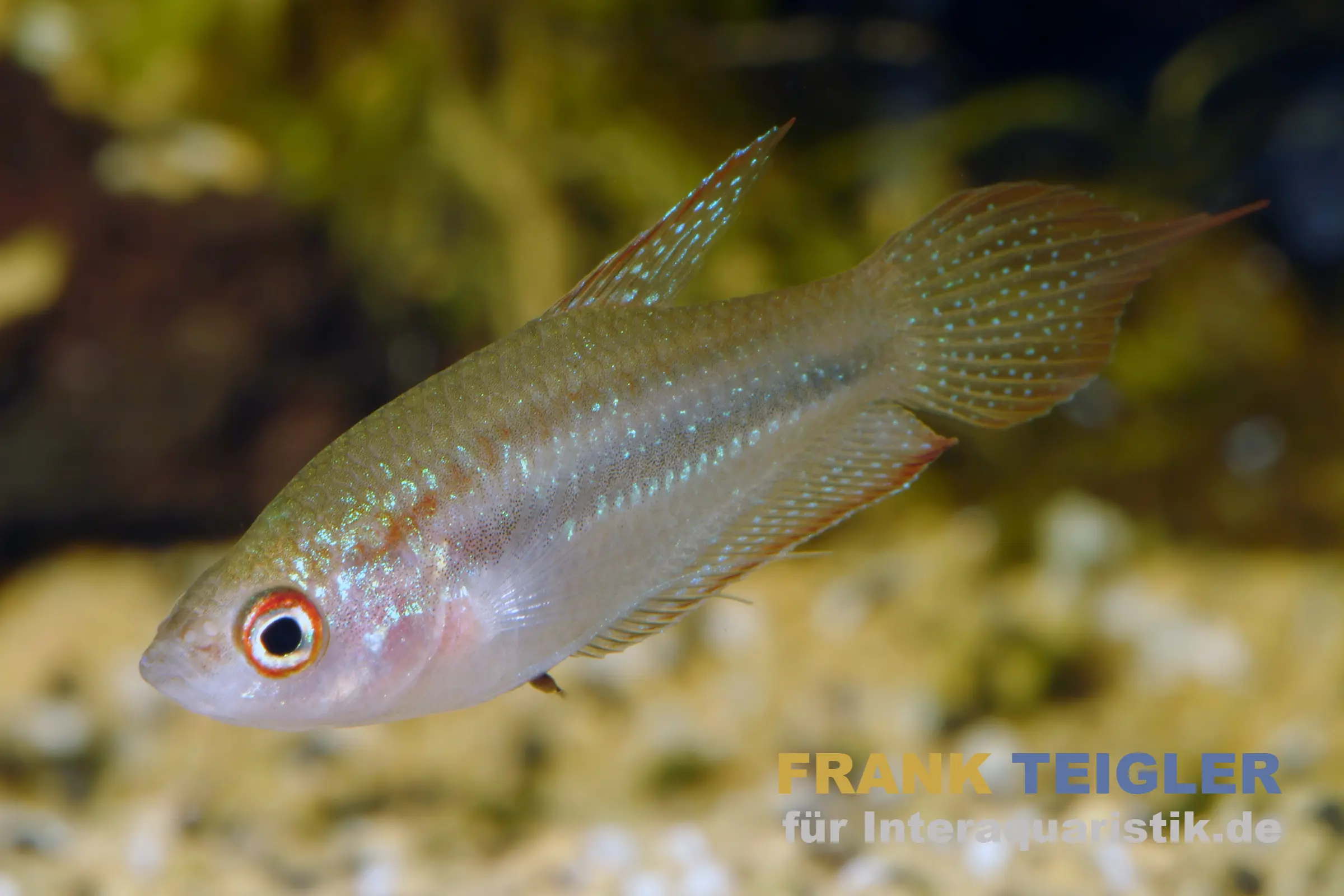 Schallers Knurrender Gurami, Trichopsis schalleri (Minifisch) 2,5-4 cm