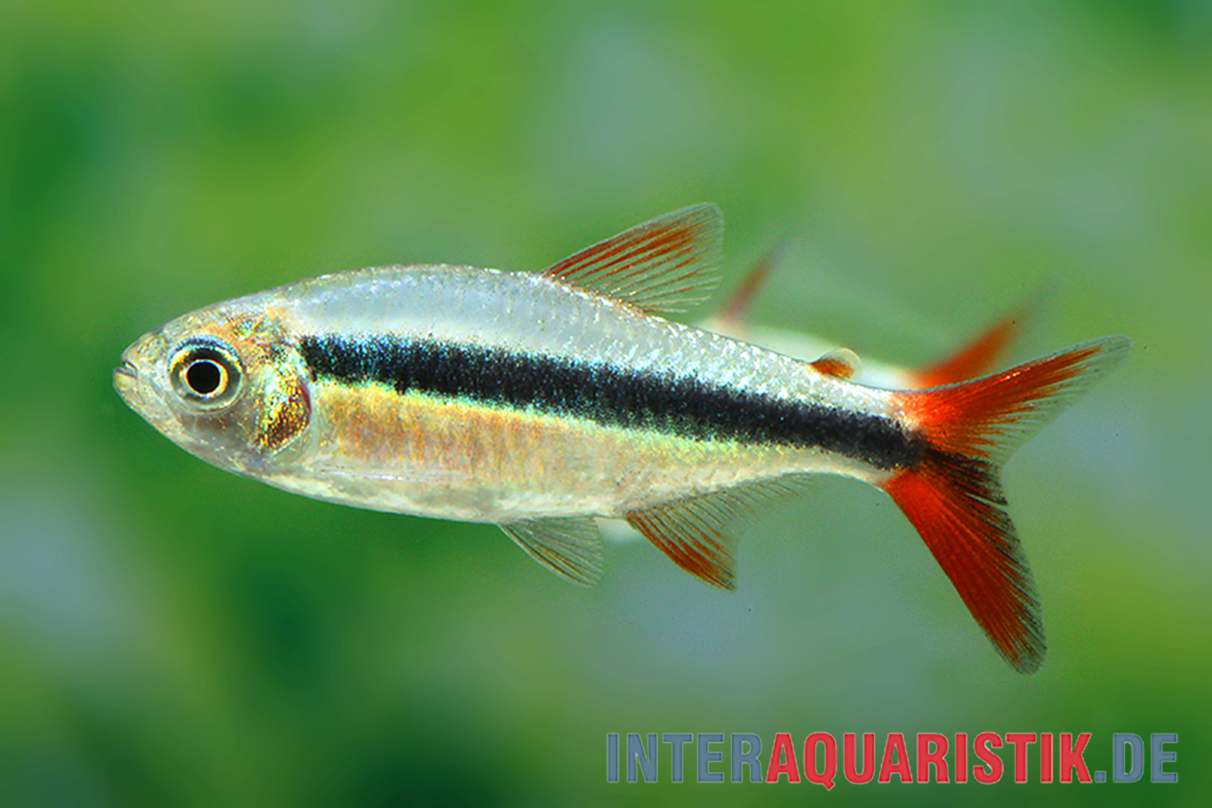 Rotflossenschrägschwimmer, Thayeria sp. Red Tail Teles Pires