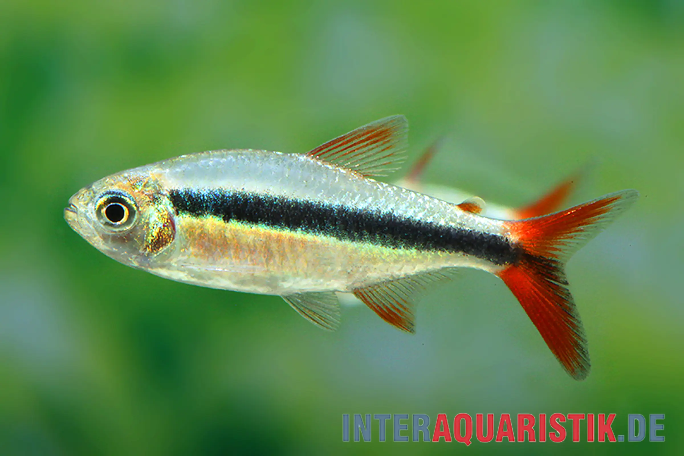 Rotflossenschrägschwimmer, Thayeria sp. Red Tail Teles Pires