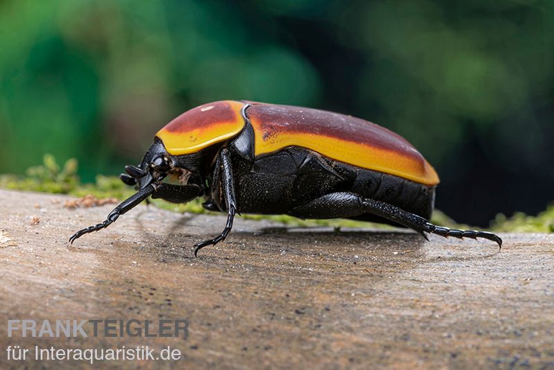 Kongo-Rosenkäfer (Aurantia), Pachnoda marginata aurantia