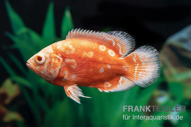 Pfauenaugenbuntbarsch "Albino Red Nemo", Astronotus ocellatus