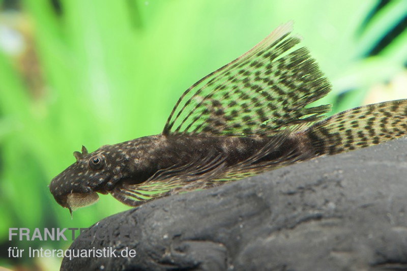 Brauner Schleier-Antennenwels, Ancistrus sp.