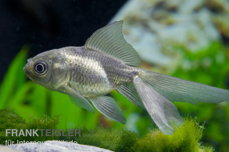 Oranda blau, Carassius auratus (Kaltwasser)