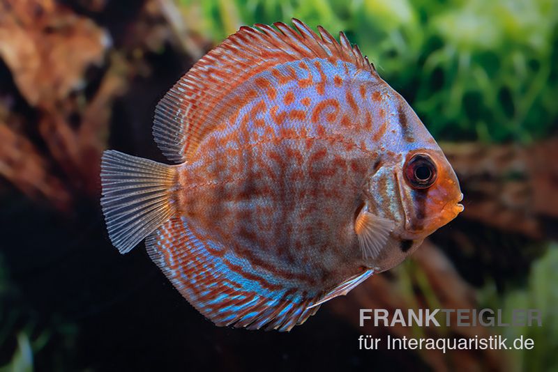 Diskusfisch ASIA-NZ, Symphysodon discus Blue dragon, 2 Zoll, 5-6 cm