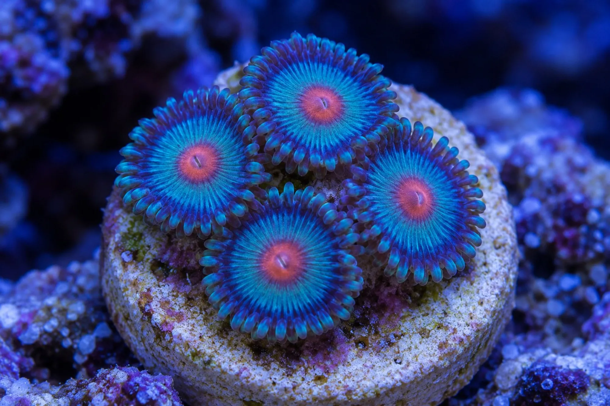 Krustenanemone „Miami Vice“ (Nachzucht), Zoanthus spec., ca. 3 - 4 Polypen