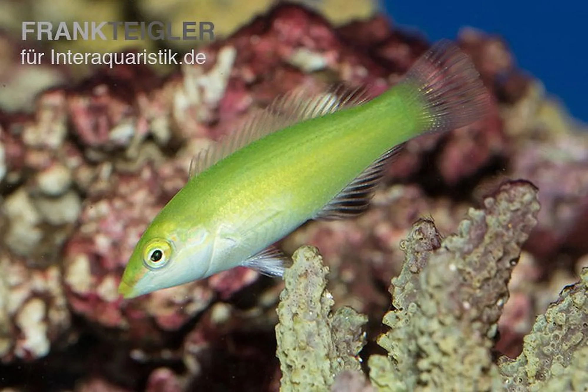 Grüner Junker, Halichoeres chloropterus