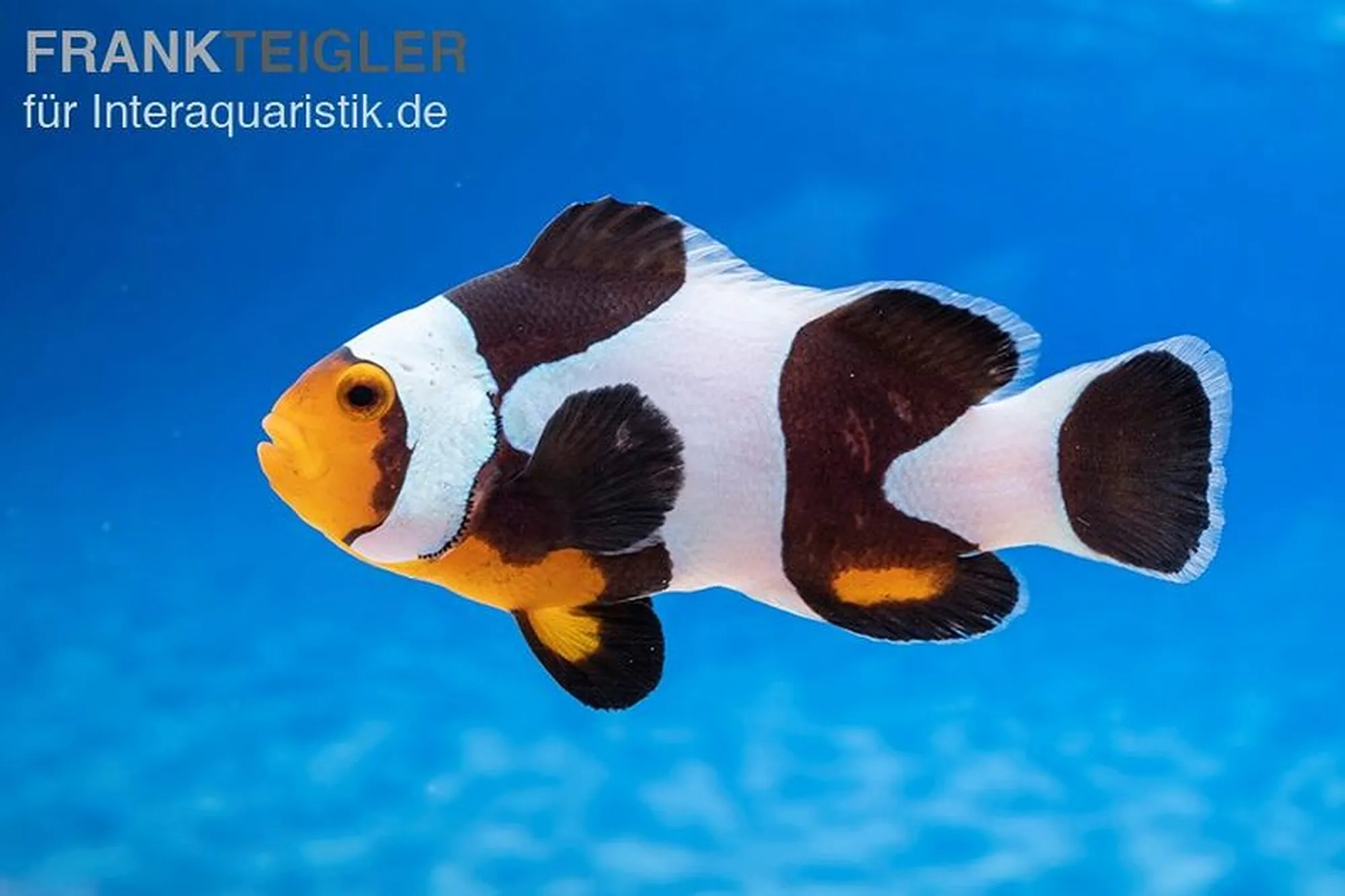 Mocha-Ocellaris-Clownfisch, Amphiprion ocellaris