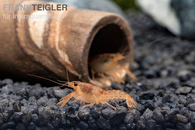 Oranger Zwergflußkrebs - Cambarellus CPO-Paar + bepflanzte Kokosnusshöhle