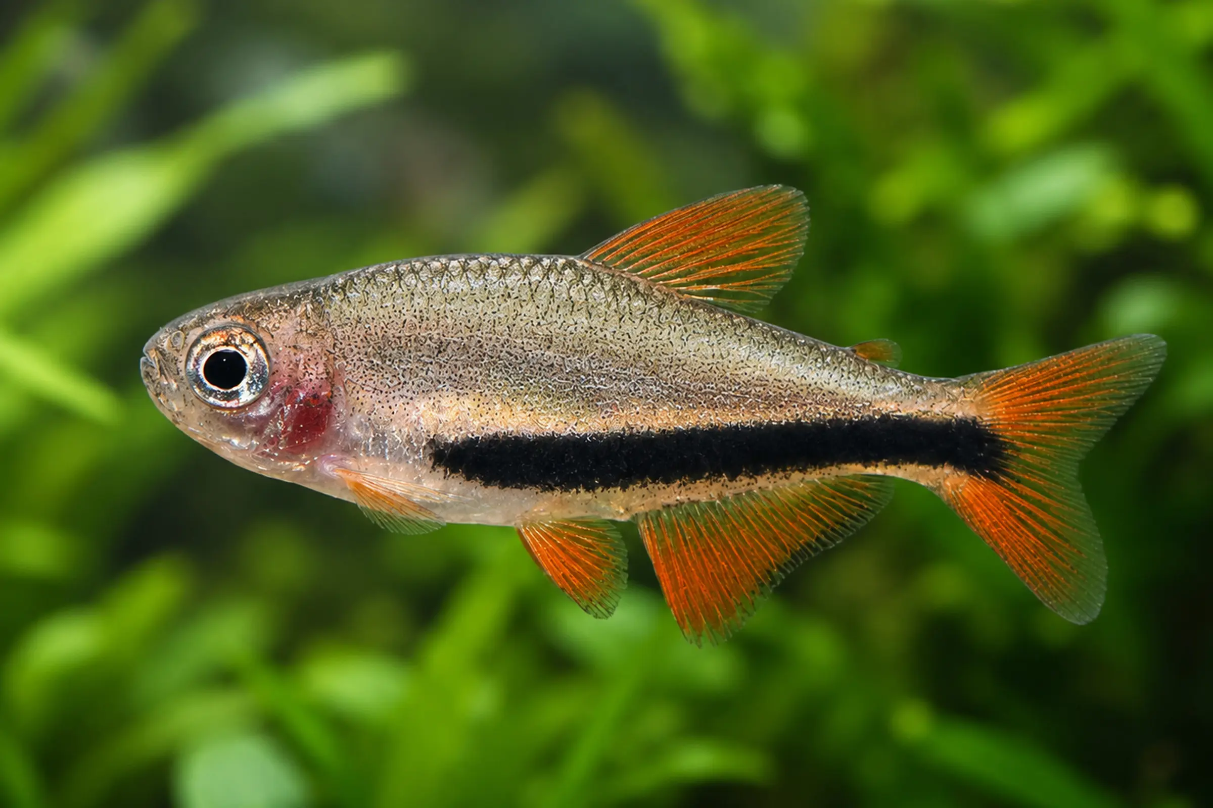 Nahaufnahme des Schwarzpfeil-Königssalmlers Inpaichthys luizae mit breitem schrägem schwarzen Längsband bis zur Schwanzspitze, roten Flossen und feiner Schuppenzeichnung; Neuheit aus dem Rio Juruena (2025)