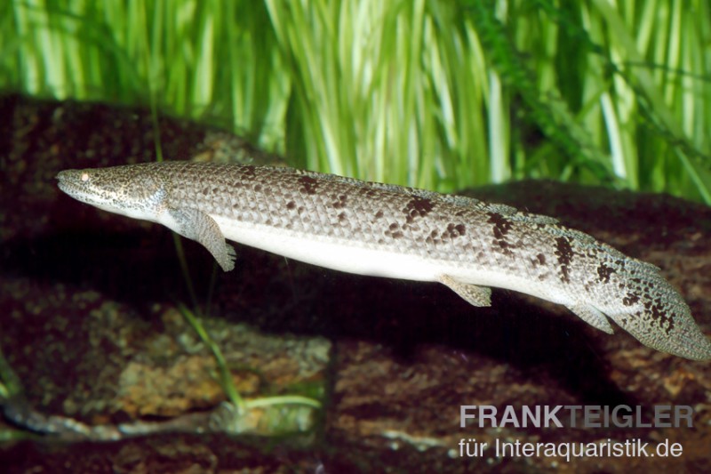 Zaire-Flösselhecht, Polypterus delhezi