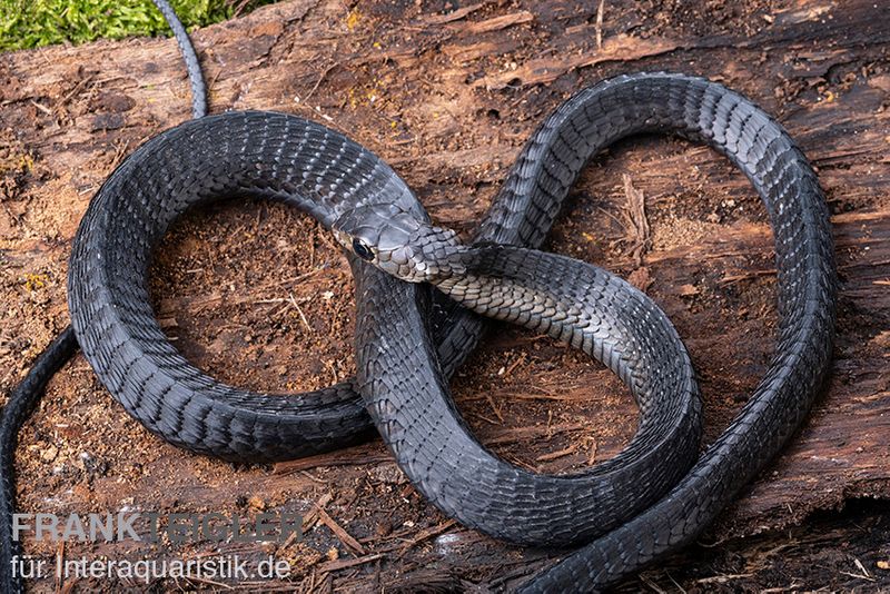 Schwarze Baumschlange, Thrasops occidentalis