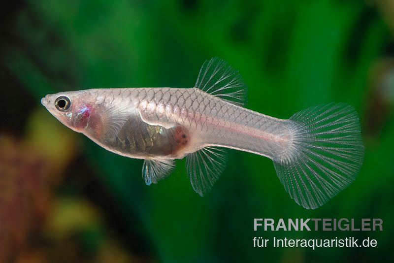 Panda Guppy, Poecilia reticulata, Weibchen