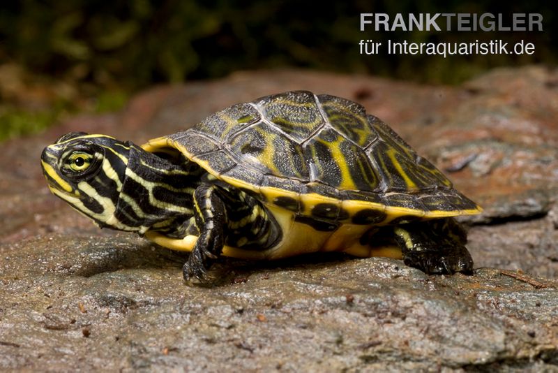 Penisula-Schmuckschildkröte, Pseudemys peninsularis